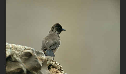 Graubülbül (Pycnonotus barbatus spurius)