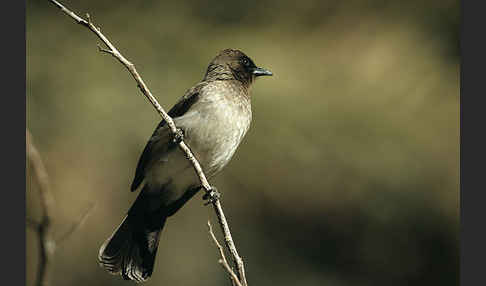 Graubülbül (Pycnonotus barbatus spurius)