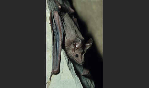 Kleine Mausschwanzfledermaus (Rhinopoma hardwickii)