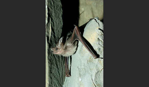 Kleine Mausschwanzfledermaus (Rhinopoma hardwickii)