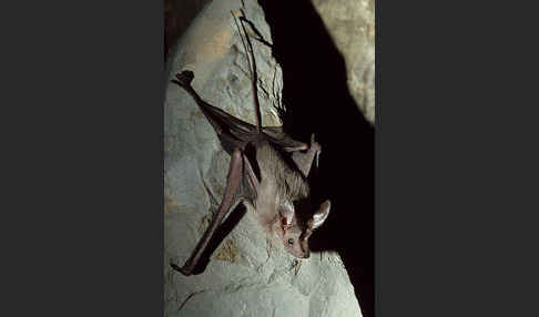 Kleine Mausschwanzfledermaus (Rhinopoma hardwickii)