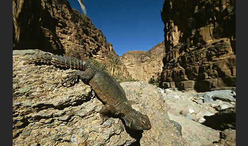 Dornschwanz (Uromastyx acanthinurus)