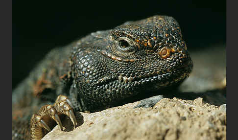 Dornschwanz (Uromastyx acanthinurus)