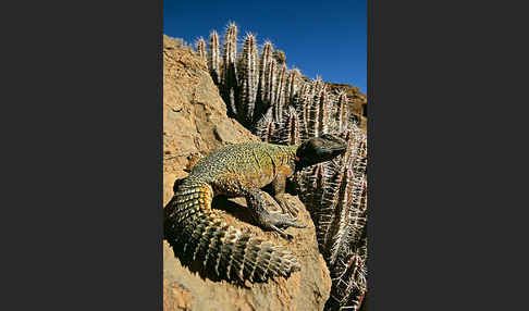 Dornschwanz (Uromastyx acanthinurus)