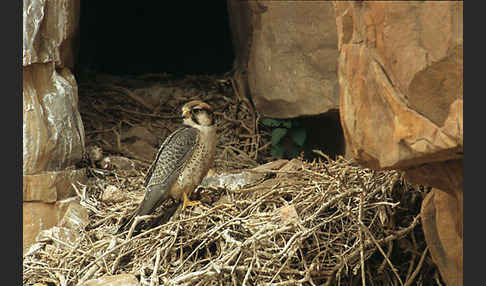 Lannerfalke sspec.1 (Falco biarmicus erlangeri)