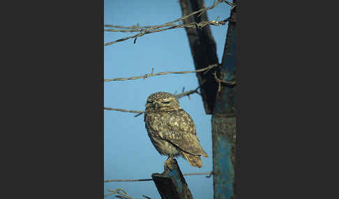 Steinkauz (Athene noctua)