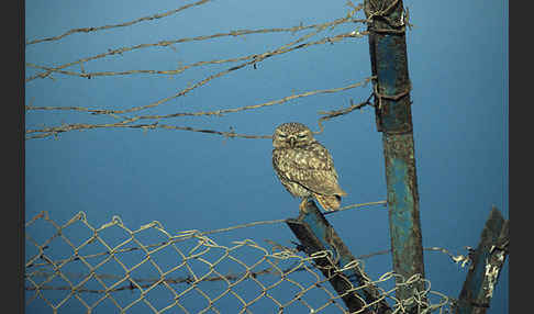 Steinkauz (Athene noctua)