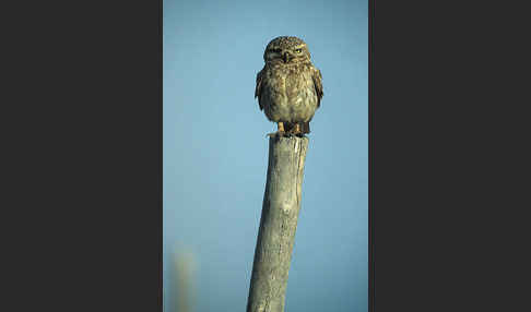 Steinkauz (Athene noctua)