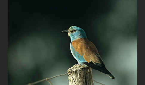 Blauracke (Coracias garrulus)