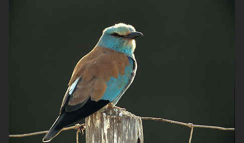 Blauracke (Coracias garrulus)