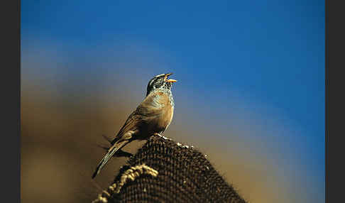 Hausammer (Emberiza striolata)