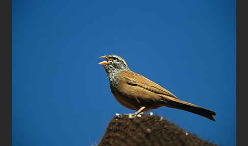 Hausammer (Emberiza striolata)