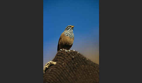 Hausammer (Emberiza striolata)