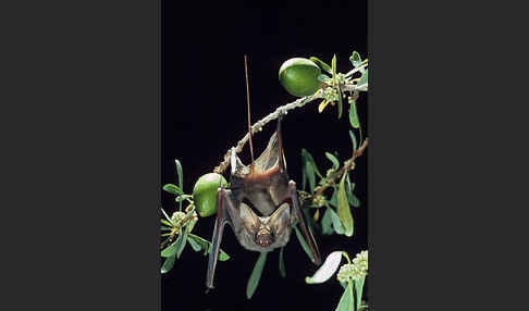 Kleine Mausschwanzfledermaus (Rhinopoma hardwickii)