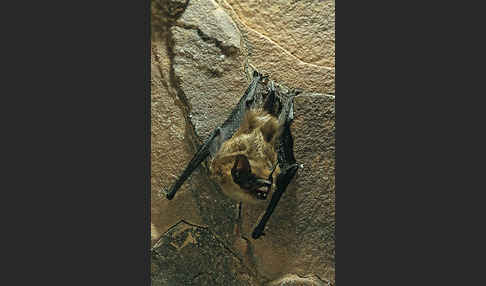 Isabell-Fledermaus (Eptesicus isabellinus)