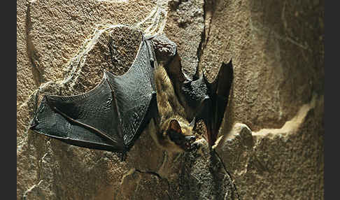 Isabell-Fledermaus (Eptesicus isabellinus)