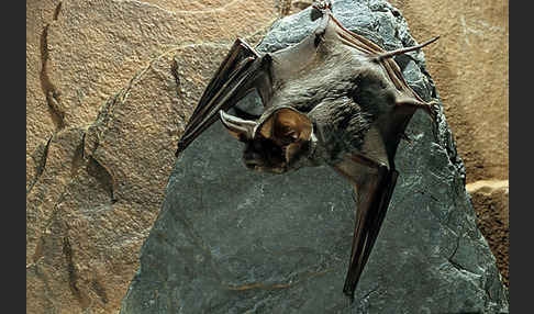 Europäische Bulldoggfledermaus (Tadarida teniotis)