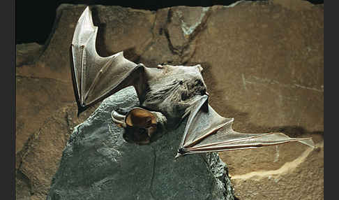 Europäische Bulldoggfledermaus (Tadarida teniotis)