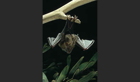 Aegyptische Schlitznasenfledermaus (Nycteris thebaica)