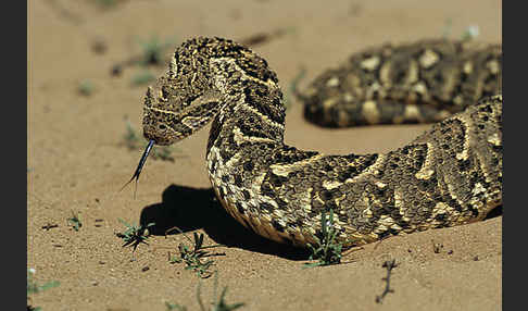 Puffotter (Bitis arietans)