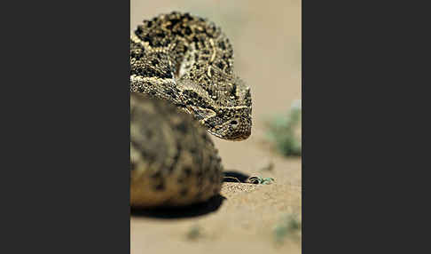 Puffotter (Bitis arietans)