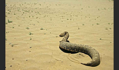 Puffotter (Bitis arietans)