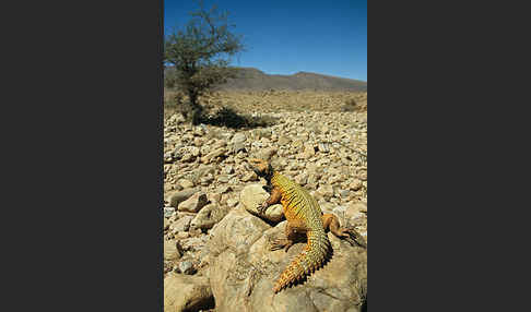 Dornschwanz (Uromastyx acanthinurus)