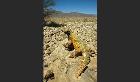 Dornschwanz (Uromastyx acanthinurus)