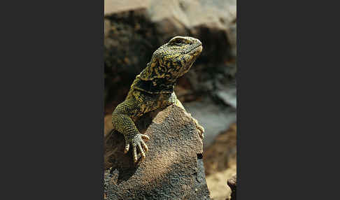 Dornschwanz (Uromastyx acanthinurus)