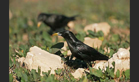 Einfarbstar (Sturnus unicolor)