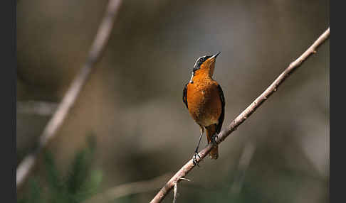 Diademrotschwanz (Phoenicurus moussieri)