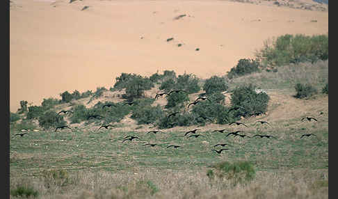 Waldrapp (Geronticus eremita)