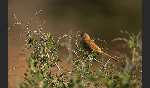 Akaziendrossling (Turdoides fulvus)