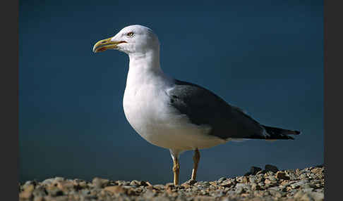 Mittelmeermöwe (Larus michahellis)