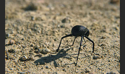 Schwarzkäfer spec. (Adesmia biskrensis)