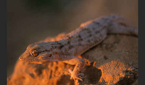 Mauergecko (Tarentola mauretanica)