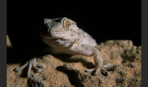 Mauergecko (Tarentola mauretanica)