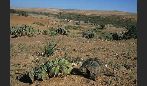 Maurische Landschildkröte (Testudo graeca)