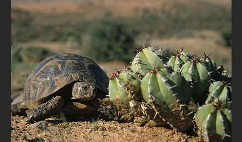 Maurische Landschildkröte (Testudo graeca)