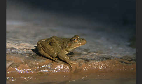 Sahara Wasserfrosch (Pelophylax saharicus)