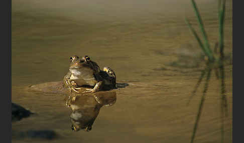 Sahara Wasserfrosch (Pelophylax saharicus)