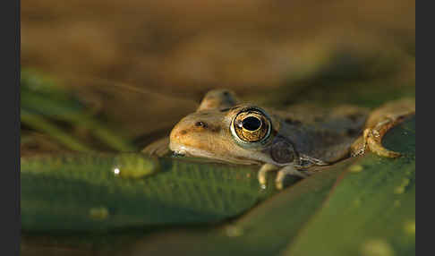 Sahara Wasserfrosch (Pelophylax saharicus)