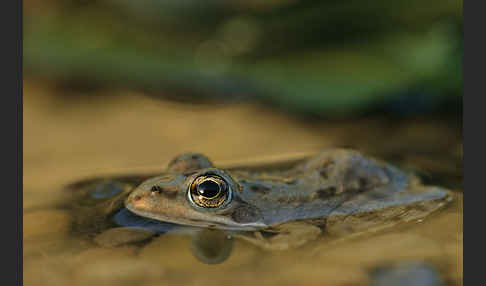 Sahara Wasserfrosch (Pelophylax saharicus)