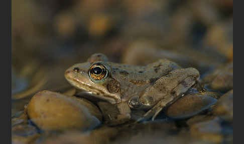 Sahara Wasserfrosch (Pelophylax saharicus)