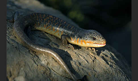 Tüpfelskink (Eumeces schneideri)