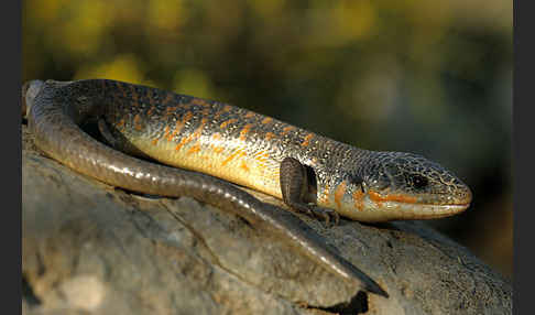 Tüpfelskink (Eumeces schneideri)