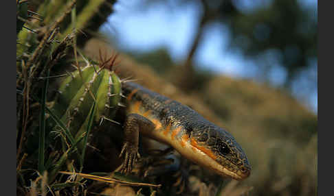 Tüpfelskink (Eumeces schneideri)