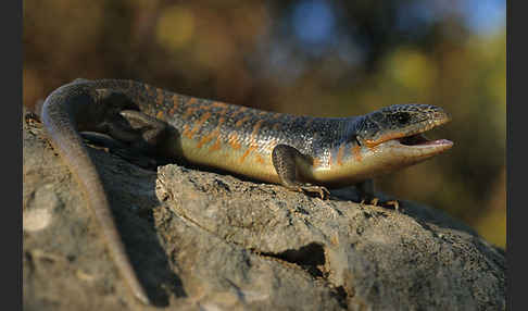 Tüpfelskink (Eumeces schneideri)