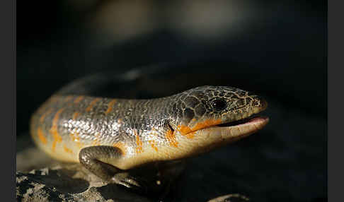 Tüpfelskink (Eumeces schneideri)