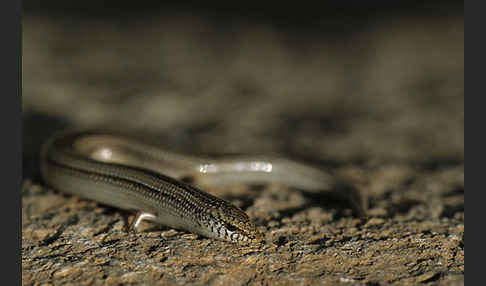 Erzschleiche (Chalcides chalcides)